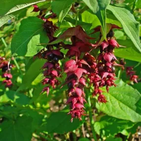 Leycesteria formosa Golden Lanterns