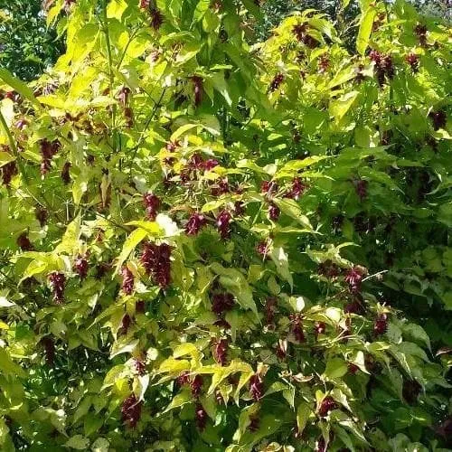 Leycesteria formosa Golden Lanterns